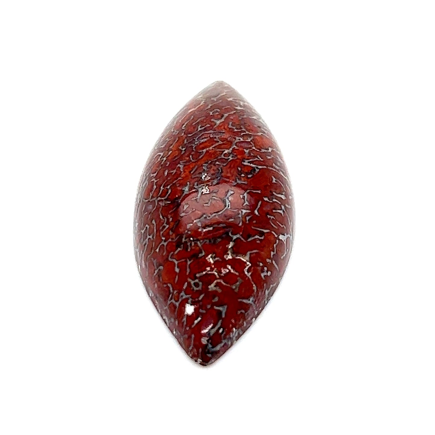 Dinosaur Bone - 30.95cts